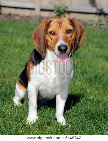Beagle