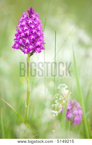 Vilde orkidé blomst