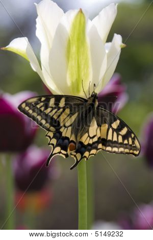 Sommerfugl på hvide Tulip