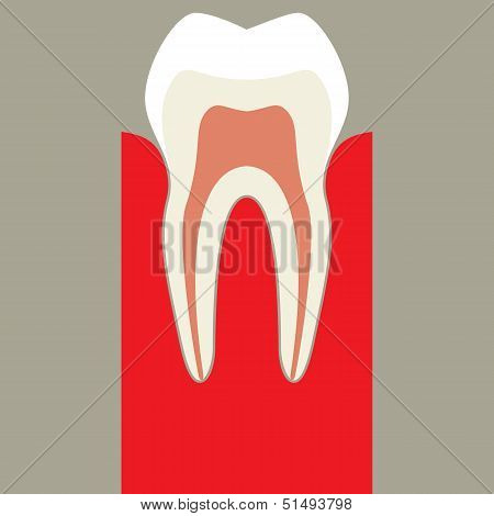 Teeth