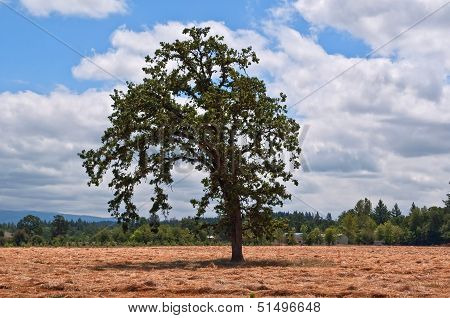 Very Large Elm Tree In Hay Field