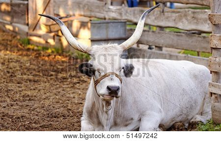 Hungarian Grey Cattle
