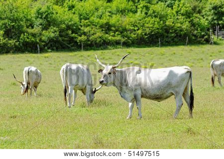Hungarian Grey Cattle