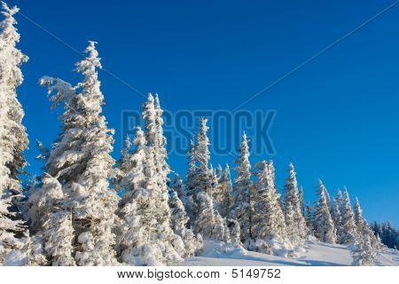 Arbres de nouvel an