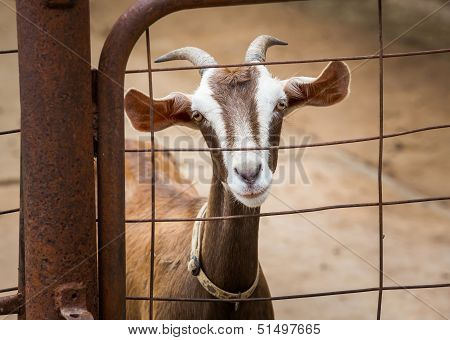 Goat In Farm