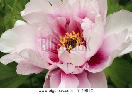 Pink træet Peony