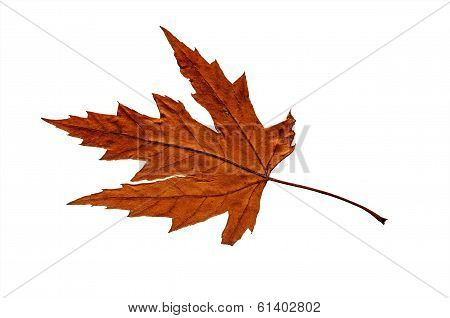 Leaf