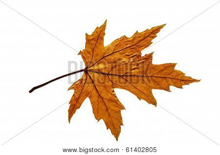 Leaf