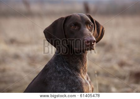 Hunting Dog Sits And Stares Ahead