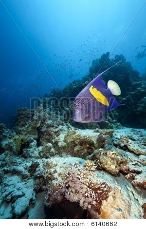 Yellowbar Angelfish