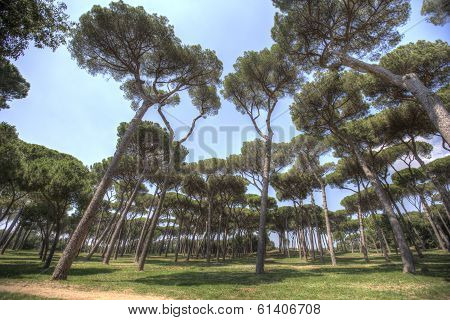 Pines