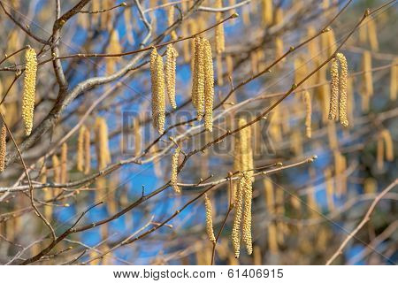 Hazel Catkins At A Sunny Day