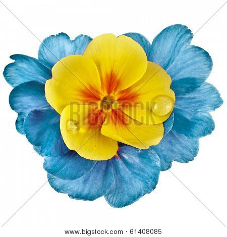 Colorful blooming primrose primula polyanthus isolated on white