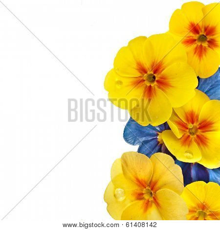 Border of blooming primrose primula polyanthus isolated on white