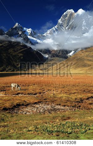 Donkeys in Cordiliera Huayhuash, Laguna Jahuacocha, Peru, South America