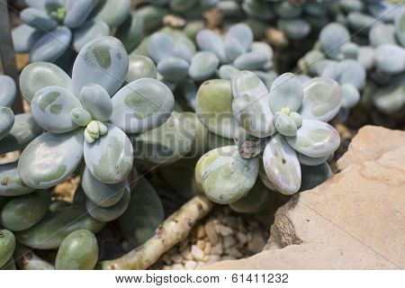 Moonstones Plant