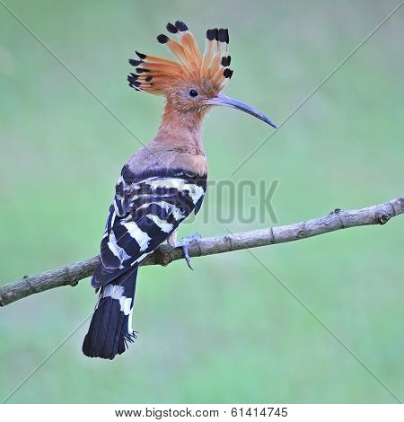 Eurasian Hoopoe