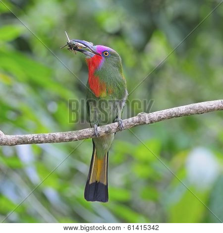 Male Red-bearded Bee-eater