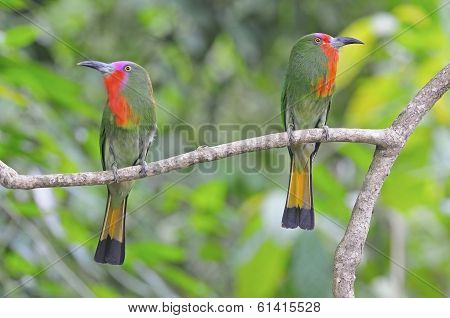 Red-bearded Bee-eater