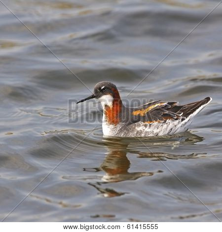 Red-necked Phalarope