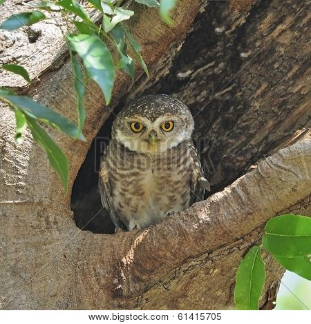 Spotted Owlet