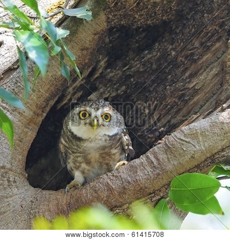 Spotted Owlet