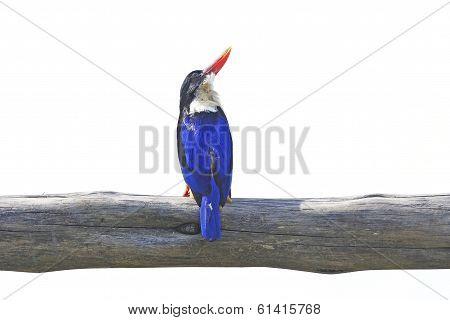 Black-capped Kingfisher