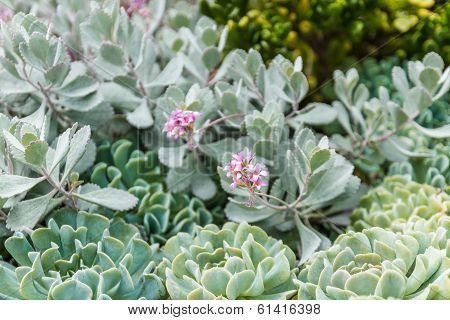 Cactus Flower