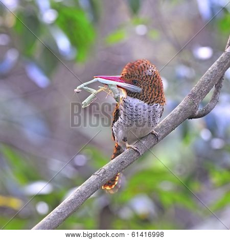 Female Banded Kingfisher
