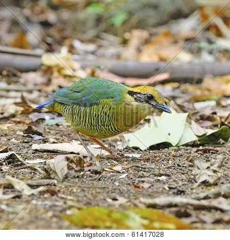 Female Bar-bellied Pitta