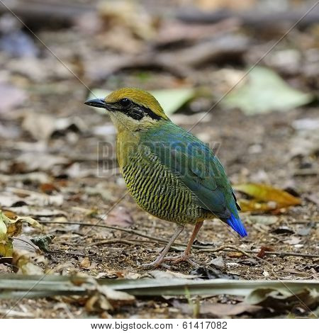 Female Bar-bellied Pitta