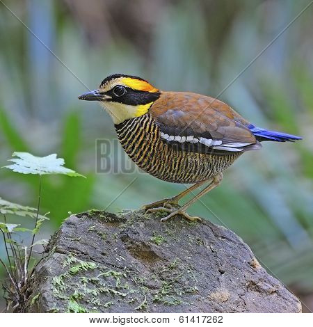Female Malayan Banded Pitta
