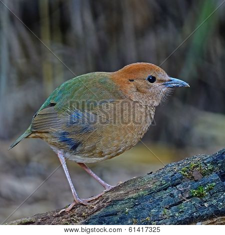 Female Rusty-naped Pitta