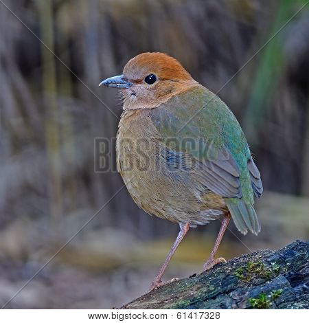 Female Rusty-naped Pitta