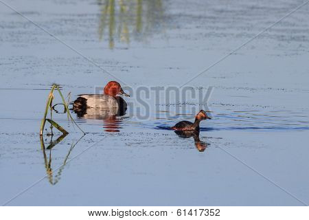 Black-necked Grebe (podiceps Nigricollis)