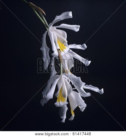 Flowers Of Coelogyne Cristata Orchid