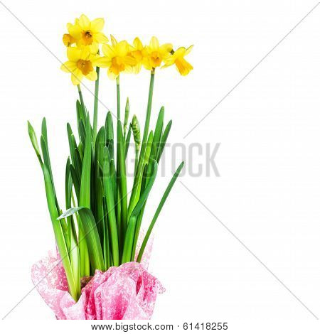 Yellow Flowers On White Background Close Up.spring  Flowers Or Narcissus Bouquet Over White Backgrou