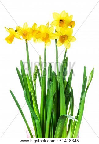 Yellow Flowers On White Background Close Up.spring  Flowers Or Narcissus Bouquet Over White Backgrou