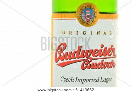 Budweiser lager beer isolated on white background