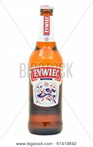 Zywiec beer isolated on white background