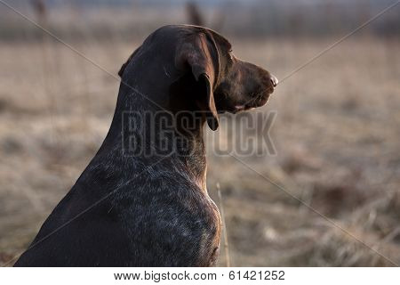 Pointer Hunting Dog Looking Into The Distance