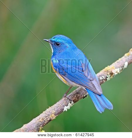 Himalayan Bluetail