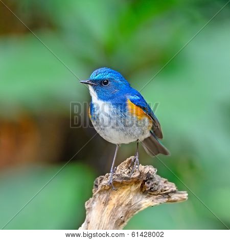 Himalayan Bluetail