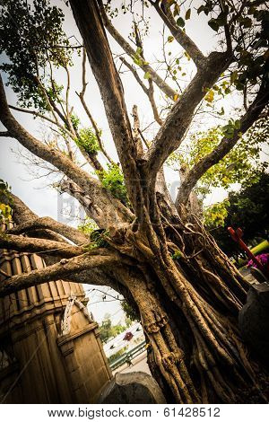 Holy tree