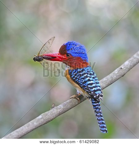Male Banded Kingfisher