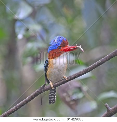 Male Banded Kingfisher