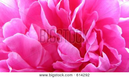 Peonia
