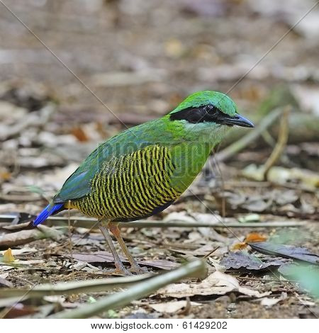 Male Bar-bellied Pitta