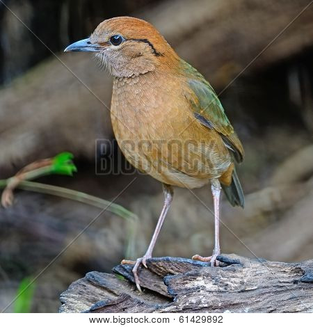 Male Rusty-naped Pitta