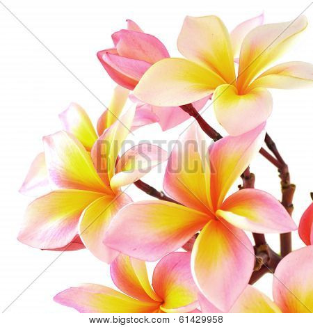 Pink Frangipani